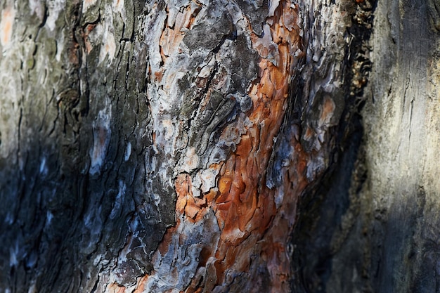 Old walnut tree trunk detail texture as background