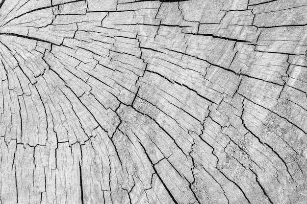 Old weathered wood texture old stump cut