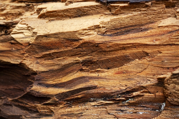 old wet chopped log as background