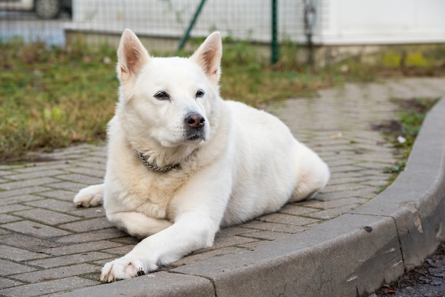 Old white swiss shepherd dog poses outside