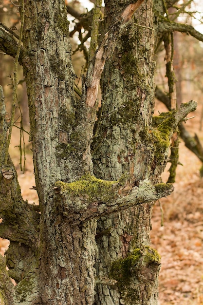 Old wild pear tree