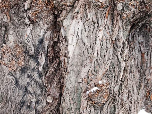 Old willow bark bark texture