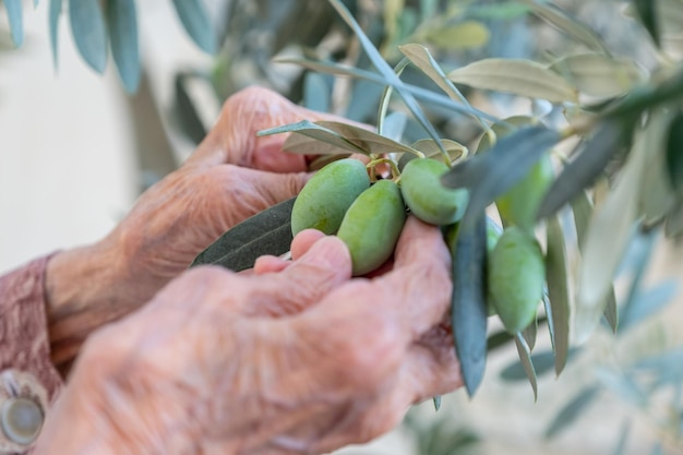 Old woman holding a branch