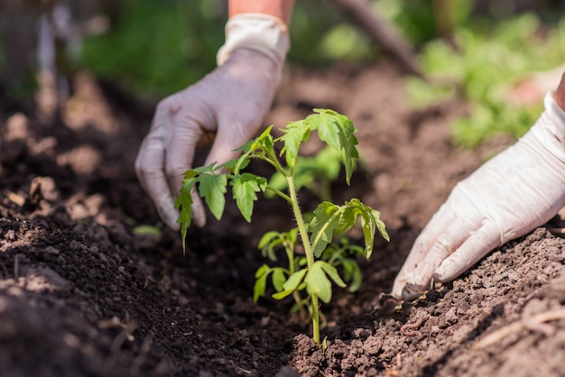 An old woman plants seedlings of tomatoes in her garden