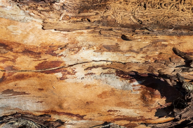 Old wood cracked texture,wooden, tree