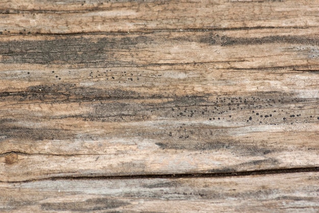 Old wood texture background for abstract design.