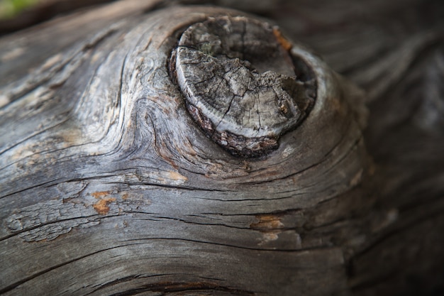 Old wood texture, natural backgrounds