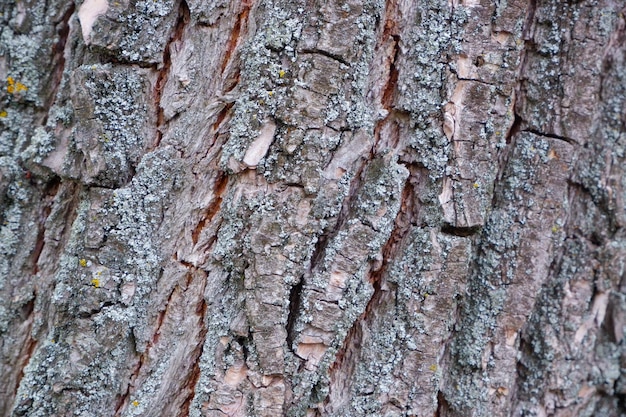 Old Wood Tree Texture Background Pattern