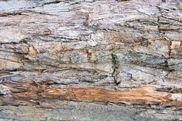 Old Wood Tree Texture Background Pattern