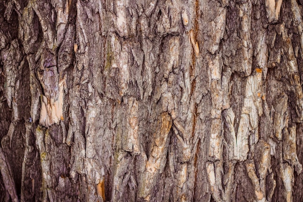 Old Wood Tree Texture Background Pattern