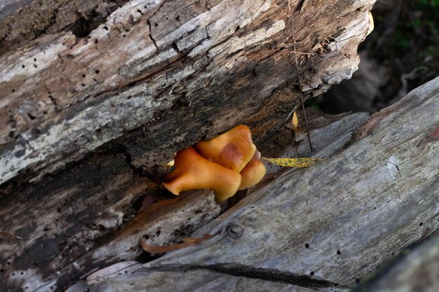 Old wood with wild mushroom