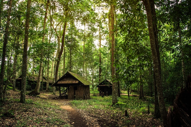 Old wooden cottage in the forest