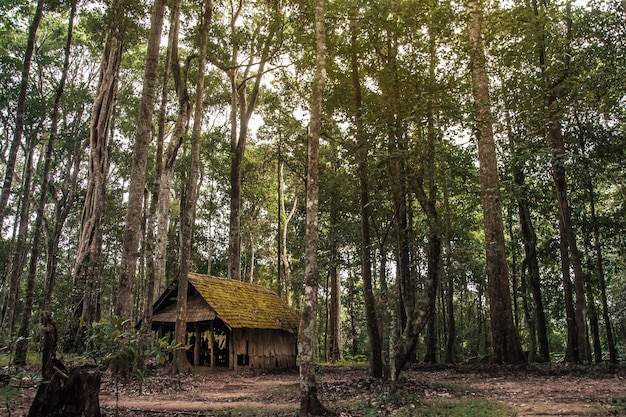 Old wooden cottage in the forest