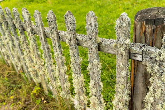 Old wooden rural fence made of picket fence overgrown with moss