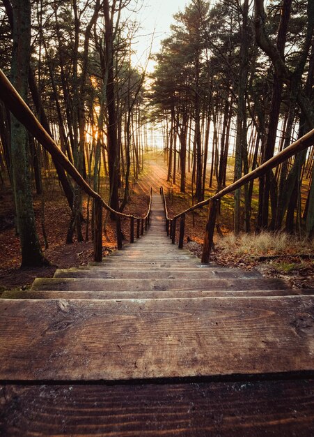 Old wooden steps of a staircase leading down to sea in a pine forest at sunset in Lithuania Klaipeda