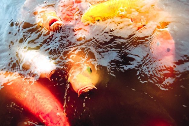 Oldfish swim in the pool against a background of orange water