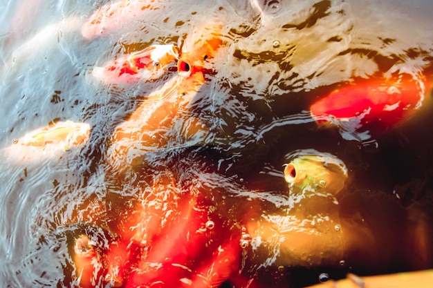 Oldfish swim in the pool against a background of orange water