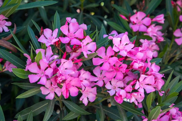 The oleander Nerium oleander is an evergreen woody plant