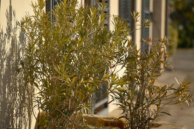 Oleander plant used as an ornament inside a condominium flower-bed

