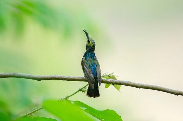 Olive-backed Sunbird on branch in nature