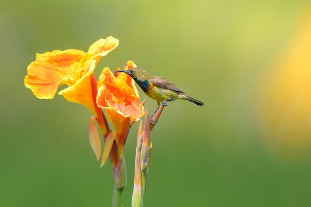 Olive-backed sunbird with beautiful yellow flower