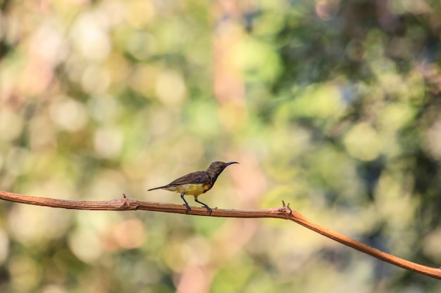 Olive-backed sunbird, Yellow-bellied sunbird on a tree