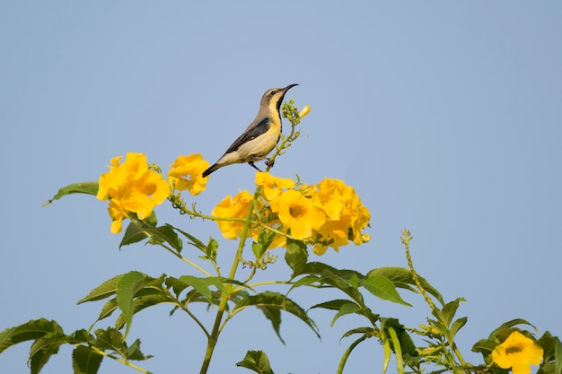 Olive-backed Sunbird