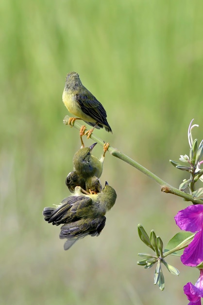 Olive backes sunbird  is feeding its chicks