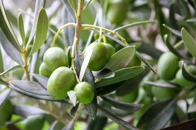 Olive branch closeup view