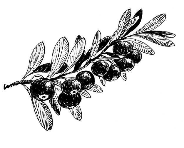 Photo olive branch handdrawn ink black and white drawing