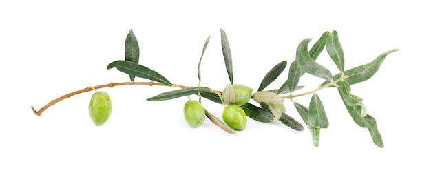 Olive branch isolated on white background. Green olives with leaves.