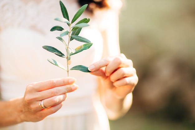 Olive branch in tender female hands