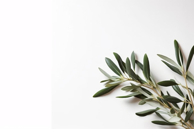 Olive branch on a white background