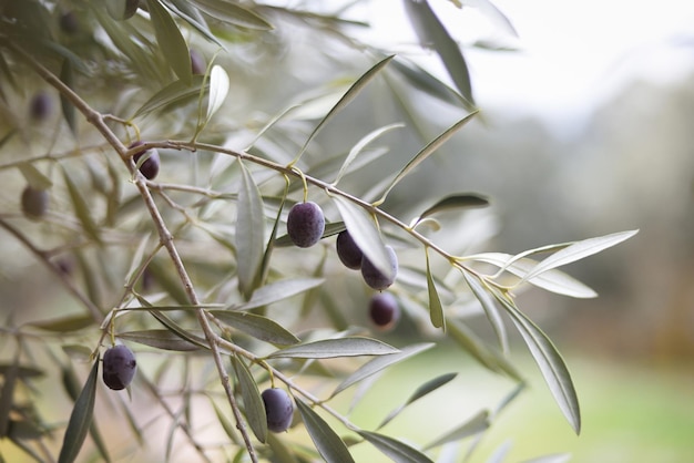 Olive branch with black olives for the extraction of Spanish olive oil