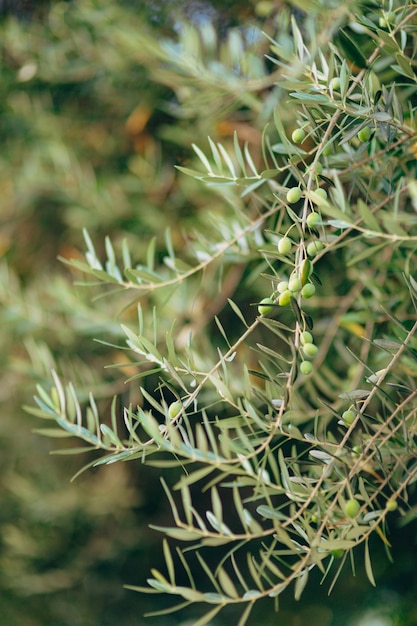 Olive branch with fruits olive groves and gardens in montenegro