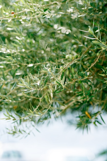 Olive branches with green olives against the blue sky