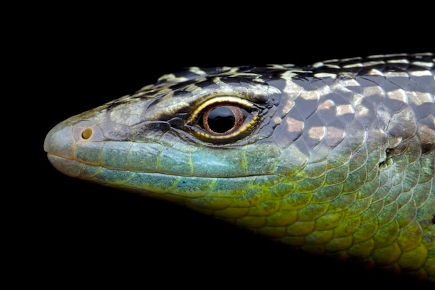 Olive Dasia Tree Skink lizard closeup on wood with isolated background