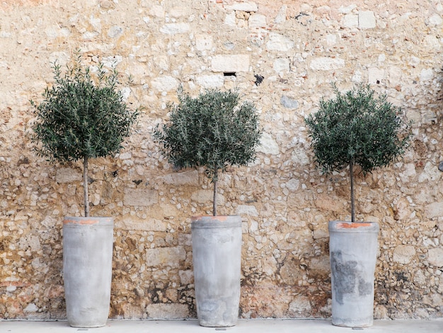 Olive  decorative trees in the clay pots.Rethymno,Crete.