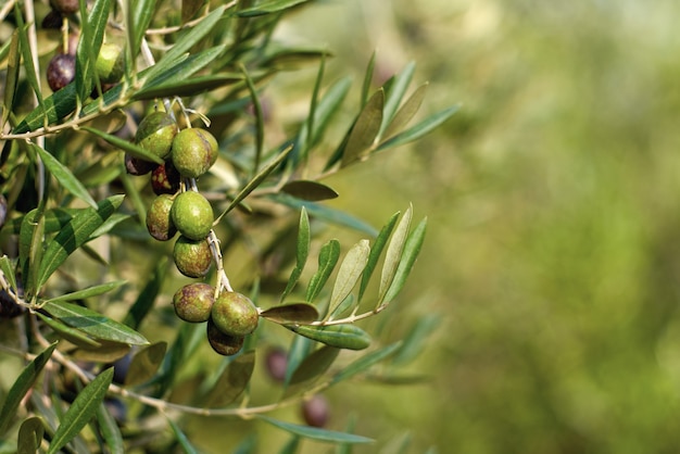 Olive fruits on a branch tree