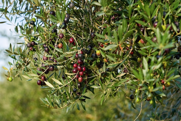 Olive fruits on a branch tree