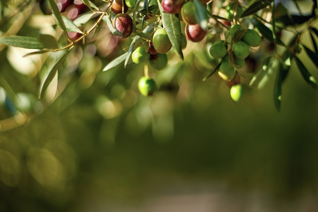 Olive fruits on a branch