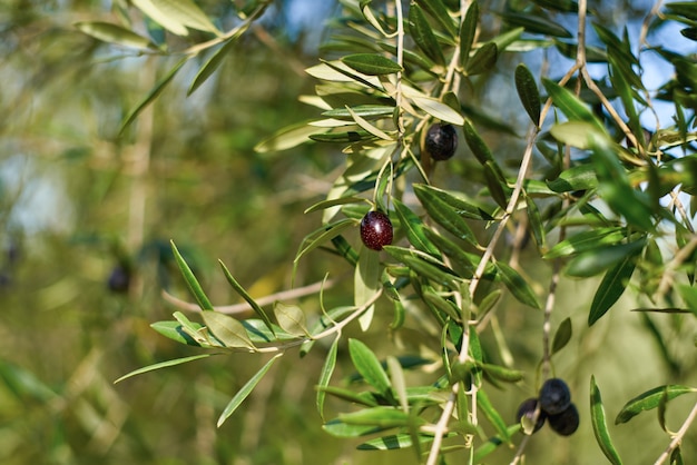 Olive fruits on a branch