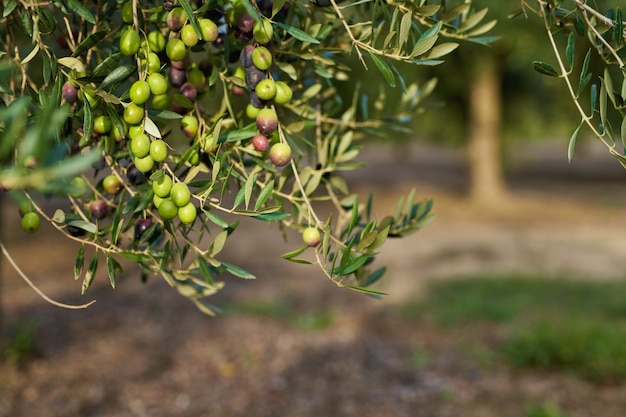 Olive fruits on a branchfruits grown on the olive tree