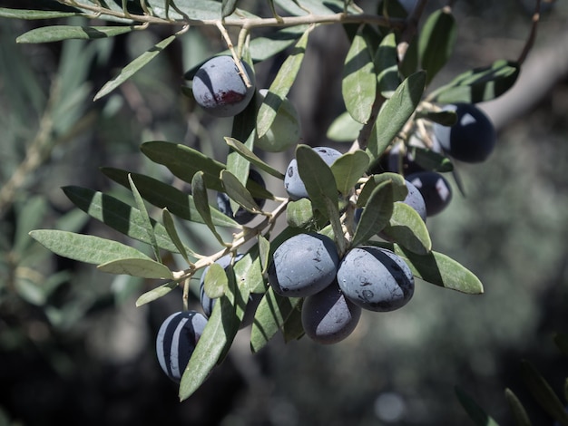 Olive fruits on an olive tree brightly lit by the sun against a dark background, Crete, Greece