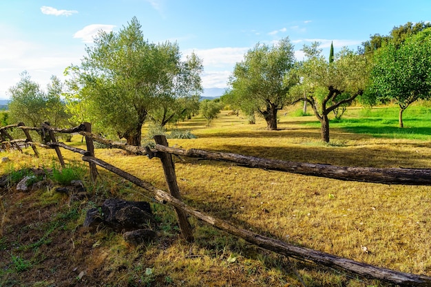 Olive grove with wooden fence at sunset on a summer day