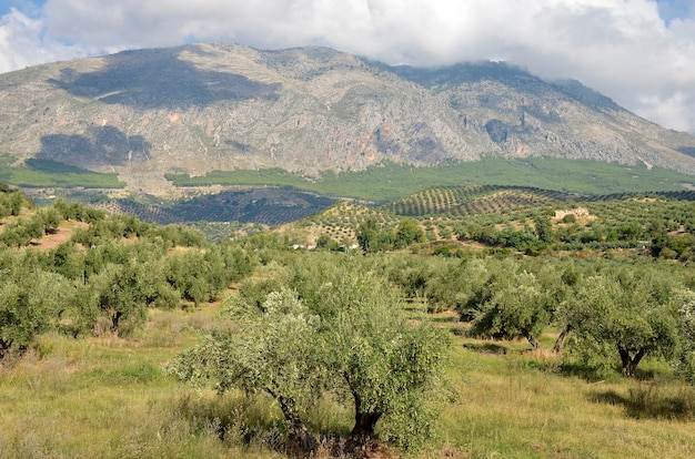 Olive groves in Jaen and Sierra Magina, andalucia