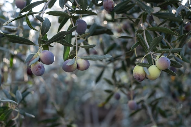 Olive oil trees full of olives in turkey autumn harvest