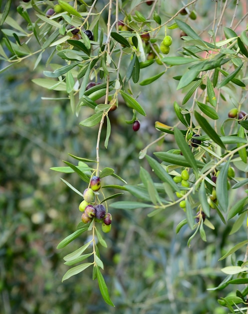 Olive tree branch with colorful olives