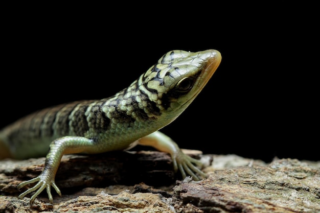 Olive tree skink closup on wood with black background Beautiful Indonesian lizard