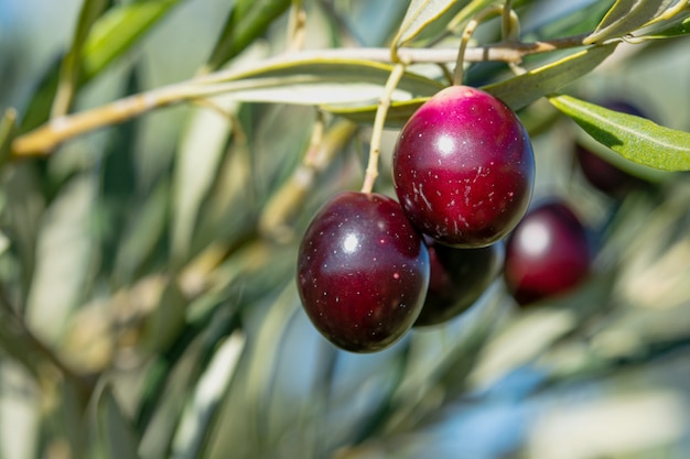 Olive tree with fruit, harvest for oil